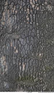 wood tree bark 0012